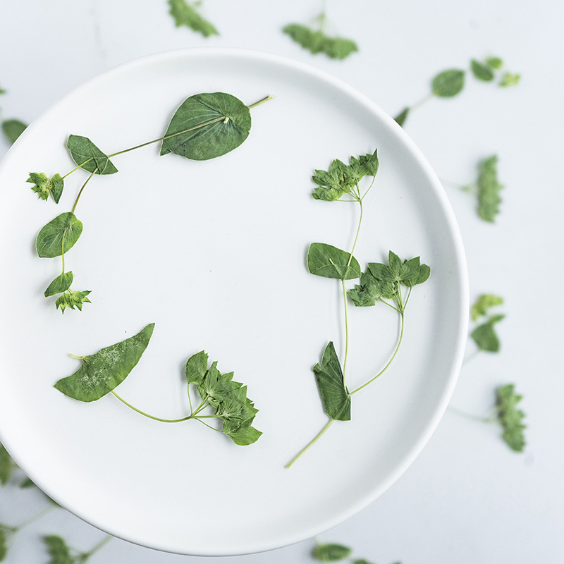 60Pcs Rabbit Ear Grass with Br - огляд і ціна Plant Parent Sticker